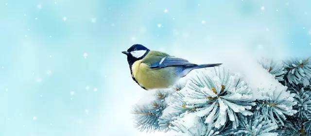 双鱼座 本周星座运势